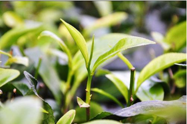 茶叶追溯