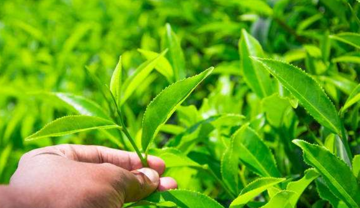 茶叶二维码营销系统