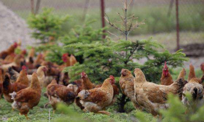 RFID防伪标签在养鸡过程的应用