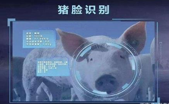 猪脸识别